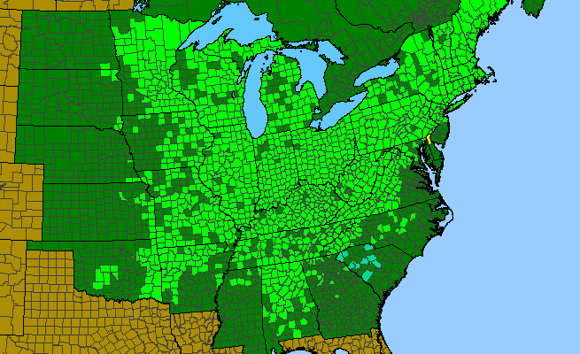 The native range of Acer saccharum